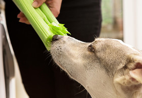 Vegetarische und vegane Ernährung für Hunde und Katzen