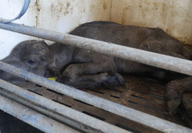 Erneut schwere Missstände auf Italiens Büffelfarmen 