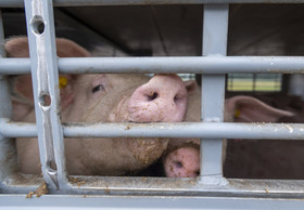Entzug der Veterinärbescheinigungen: Grausame Tiertransporte gehen dennoch weiter