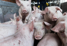 Schweine- und Ferkellieferungen drastisch reduzieren