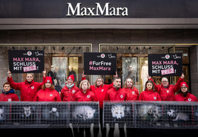 VIER PFOTEN gegen Pelzverkauf bei Max Mara: Europaweite Straßenaktionen für ein Ende von Pelz