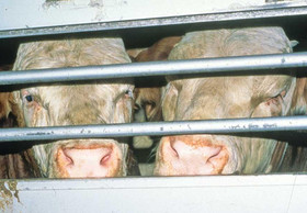 Internationaler Tag gegen Tiertransporte