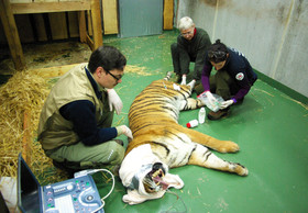 Gesundheits-Check in der VIER PFOTEN Großkatzenstation in TIERART