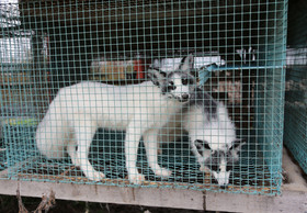 VIER PFOTEN und der Deutsche Tierschutzbund warnen vor ‚WelFur‘ Tierleid-Zertifikat der Pelzindustrie