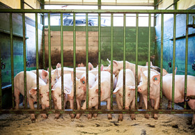 „Der Gesetzentwurf zur Tierhaltungskennzeichnung ist eine herbe Enttäuschung!“