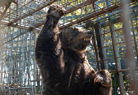 Fünf Sofortmaßnahmen zum Schutz von Sloweniens Bären in Gefangenschaft
