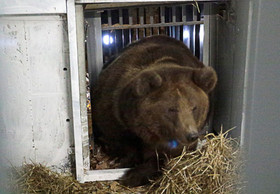 VIER PFOTEN rettet zwei als Touristenattraktion gehaltene Braunbären in der Ukraine